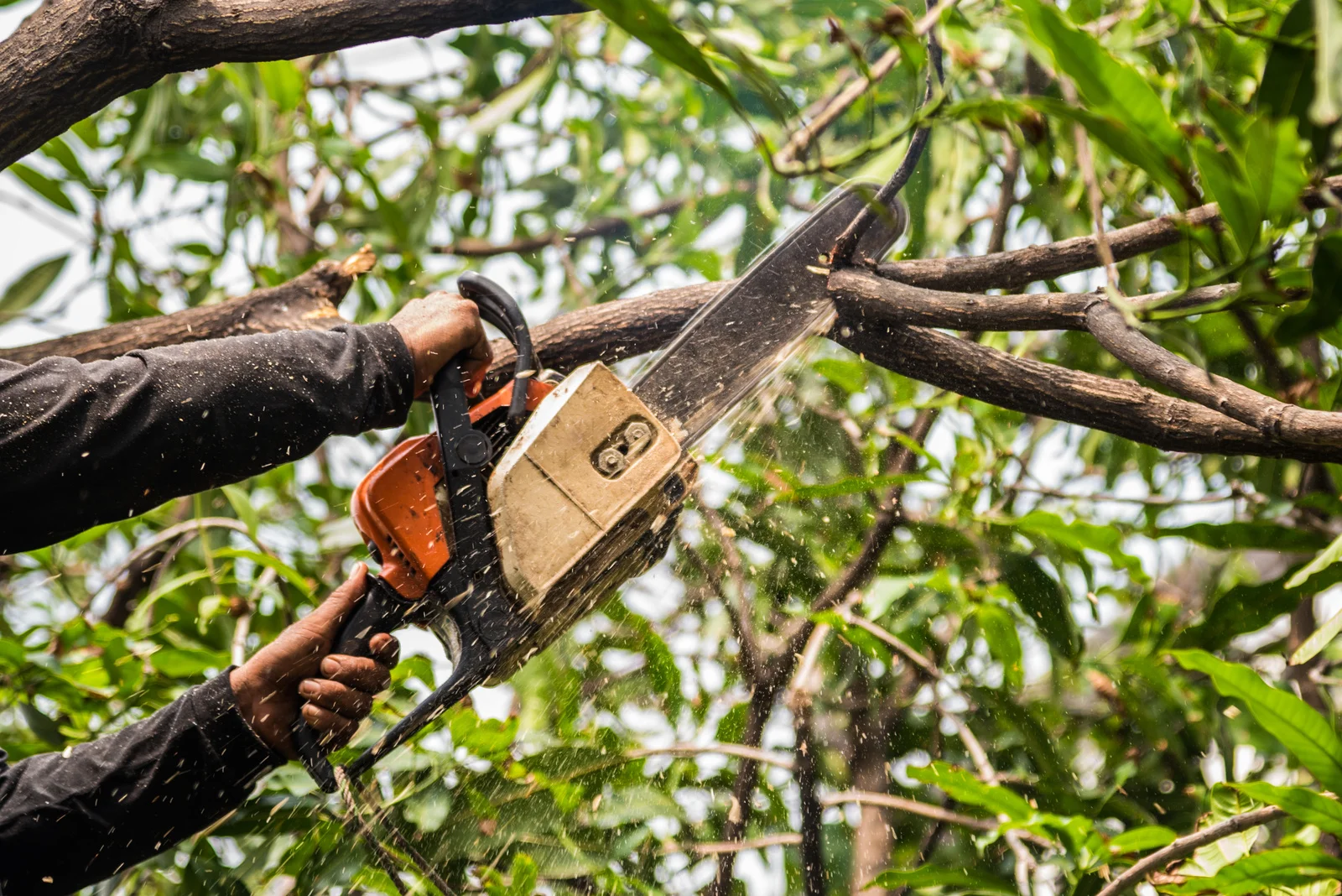 Tree Removal Near Me in Deer Park